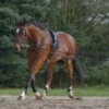 Waldhausen Lunging System
