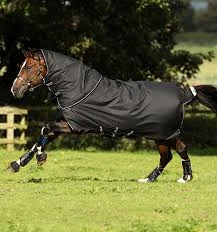 Lemieux Store -Lemieux Store download 77