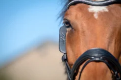 Dy'on Focus Cheek Pieces Blinkers - 2 Colours -Lemieux Store montants focus noir full 3